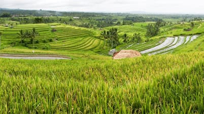 Jatiluwih rijstterras Bali