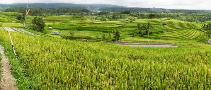 Scootertocht op Bali naar de Jatiluwih rijstvelden