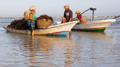 Nusa Lembongan zeewier oogsten bij Jungutbatu Beach