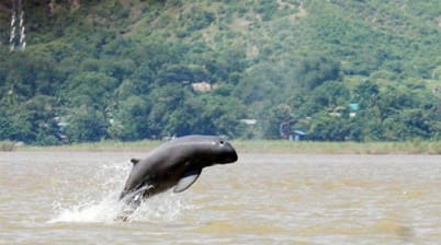 Irrawaddy dolfijnen spotten bij Si Phan Don