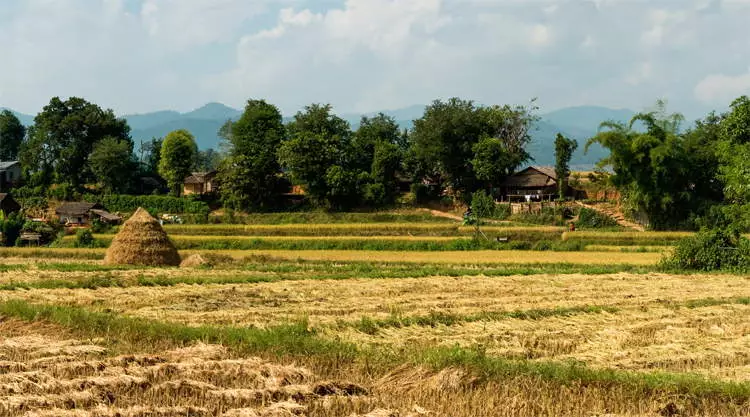 Rijstvelden Hsipaw in Myanmar