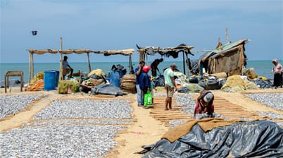 Fish Market in Negombo Sri Lanka