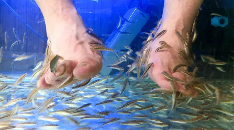 Garra Rufa Fish spa Bangkok