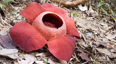 Rafflesiabloem Khao Sok National Park