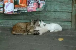 002-thailand-bangkok_copy_1