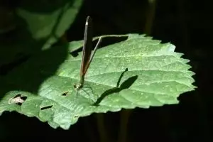 110-thailand-chiang-mai_copy_1