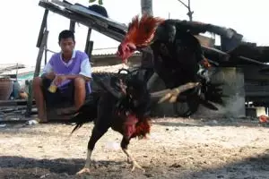 049-thailand-koh-chang-ao-bang-bao