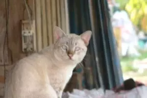093-thailand-trat