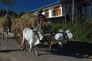 090-myanmar-kalaw-3-daagse-trekking-inle-lake