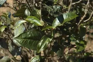 096-myanmar-kalaw-verse-groene-thee-blaadjes