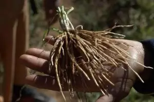 161-myanmar-verse-koriander-wortel-plant