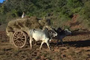 206-myanmar-kalaw-3-daagse-trekking-inle-lake
