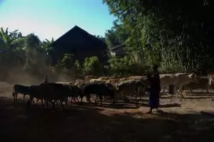 233-myanmar-kalaw-3-daagse-trekking-inle-lake