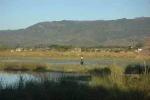 296-myanmar-nyaungshwe-moeras-bij-inle-lake