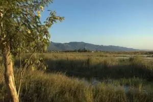 310-myanmar-nyaungshwe-moeras-bij-inle-lake