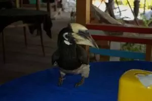 666-myanmar-chaungtha-hornbill