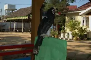 667-myanmar-chaungtha-hornbill