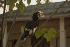 689-myanmar-chaungtha-hornbill
