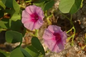 770-thailand-koh-adang