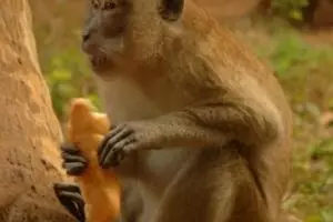 781-thailand-khao-sok-national-park