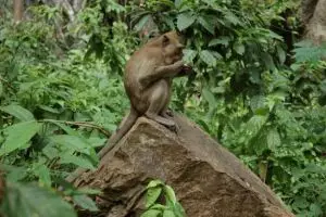 782-thailand-khao-sok-national-park