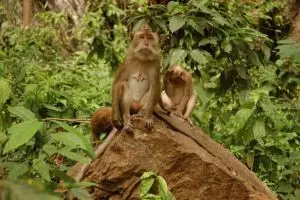 783-thailand-khao-sok-national-park