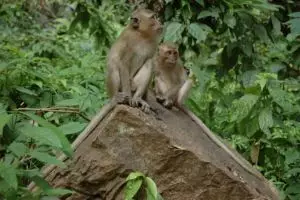 784-thailand-khao-sok-national-park
