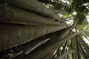 794-thailand-khao-sok-national-park-bamboe