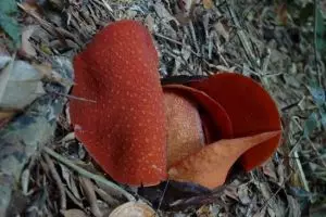 798-thailand-khao-sok-national-park-rafflesia-bloem