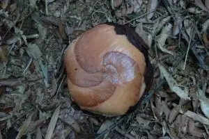 799-thailand-khao-sok-national-park-rafflesia-bloem