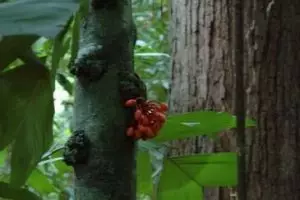 800-thailand-khao-sok-national-park