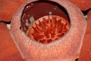 802-thailand-khao-sok-national-park-rafflesia-bloem