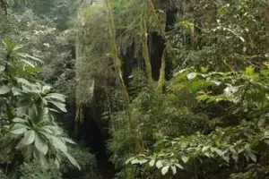 809-thailand-khao-sok-national-park-jungle