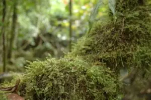 812-thailand-khao-sok-national-park-jungle