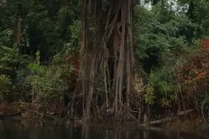 821-thailand-khao-sok-national-park-jungle