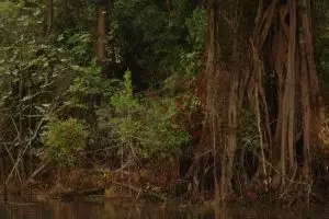 822-thailand-khao-sok-national-park-jungle
