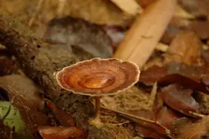 828-thailand-khao-sok-national-park-paddestoelen