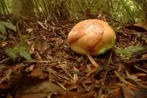 829-thailand-khao-sok-national-park-rafflesia-bloem