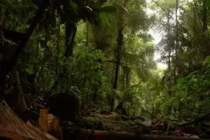 830-thailand-khao-sok-national-park-tropisch-regenwoud