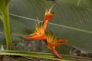 043-laos-tad-lo-bloem