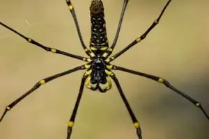 048-laos-tad-lo-spin