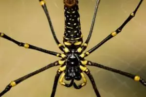 049-laos-tad-lo-spin