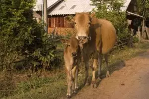 073-laos-tad-lo
