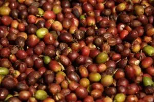 079-laos-tad-fan-bolaven-plateau-koffie-bonen