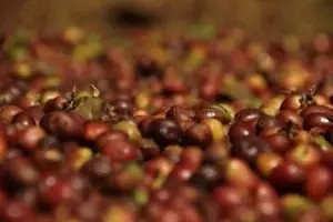 082-laos-tad-fan-bolaven-plateau-koffie-bonen