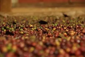 083-laos-tad-fan-bolaven-plateau-koffie-bonen