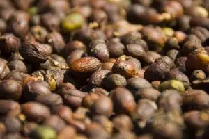 087-laos-tad-fan-bolaven-plateau-koffie-bonen