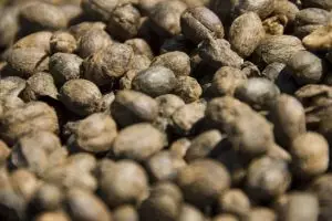 088-laos-tad-fan-bolaven-plateau-koffie-bonen