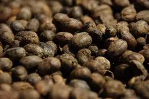089-laos-tad-fan-bolaven-plateau-koffie-bonen