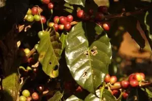 096-laos-tad-fan-koffiebessen